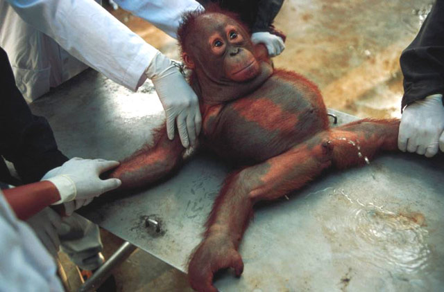 看吧，把孩子都吓尿了动物gif搞笑图片