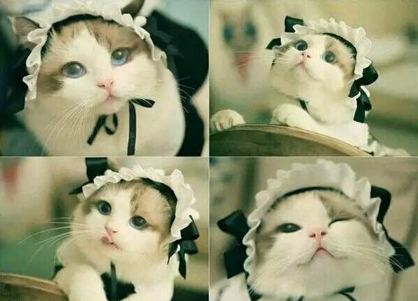 这不是S娘的最爱猫娘吗？动物gif搞笑图片