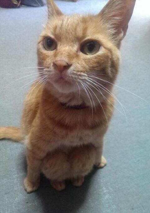 天冷，还是蹲着好动物gif搞笑图片