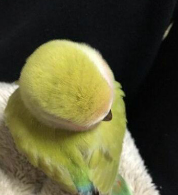 不知为何越养越胖，养成网球了动物gif搞笑图片