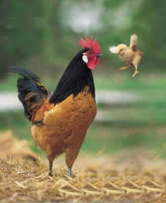 孩子，和我斗你太嫩了动物gif搞笑图片