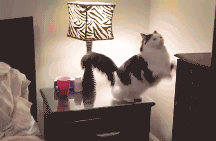 猫床买得好，主子上床早动物gif搞笑图片