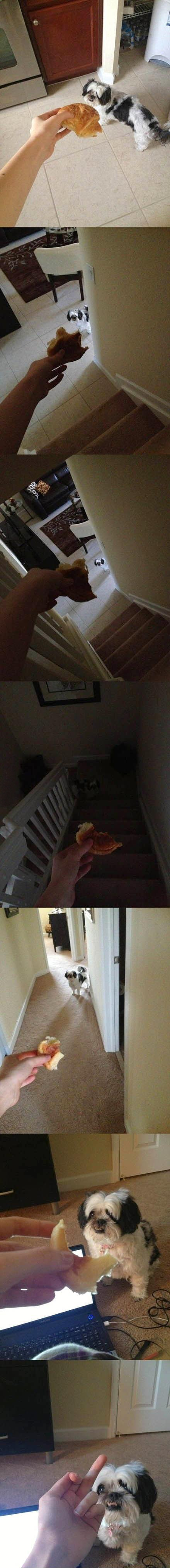 这孙子早晚遭报应动物gif搞笑图片