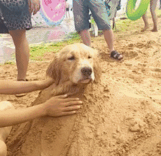 谁知道我心里到底有多苦动物gif搞笑图片