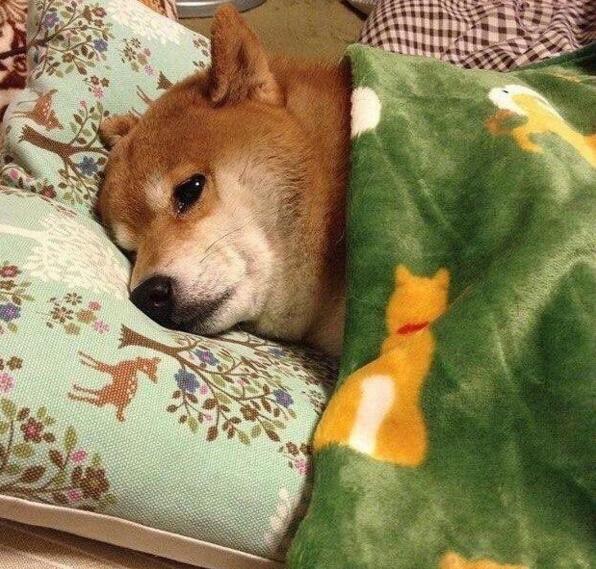 周末的你动物gif搞笑图片