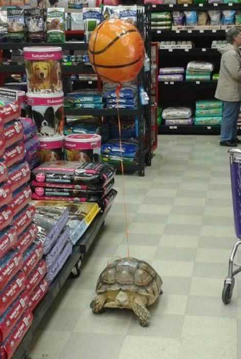 这样就不怕走丢了动物gif搞笑图片