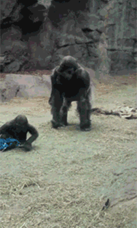 绝对是亲生的，和老王没关系～～动物gif搞笑图片