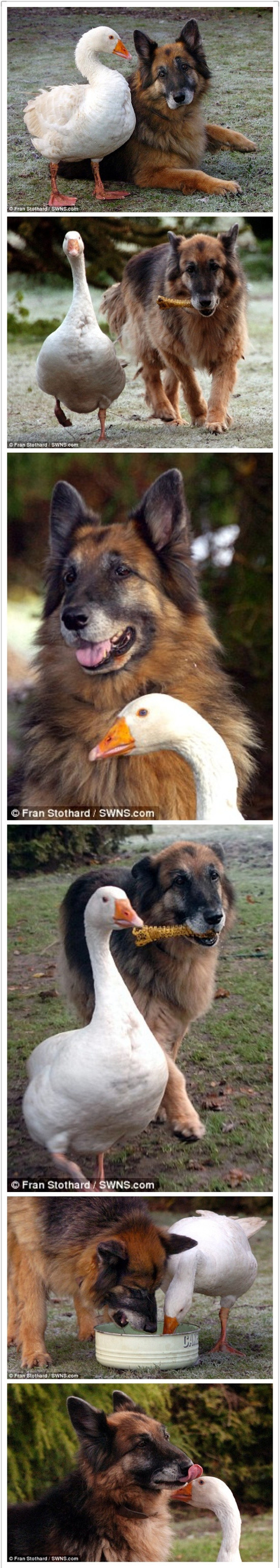 一只德牧与一只大白鹅的故事动物gif搞笑图片