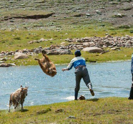感觉羊宝宝整个内心是崩溃的动物gif搞笑图片