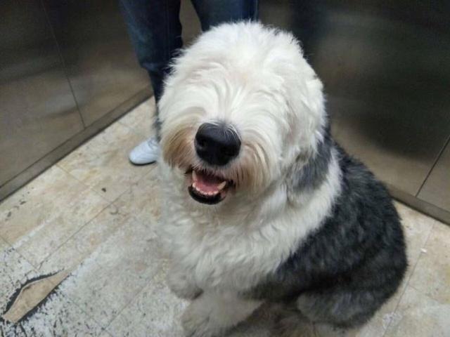 哈哈哈哈哈哈哈这回知道古牧为啥总扎个小辫了吧，原来真的能把眼糊上动物gif搞笑图片