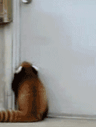 小熊猫想开门，跳的这个萌哟动物gif搞笑图片