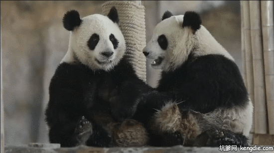 大熊猫坐着玩耍gif动态图片动物gif搞笑图片