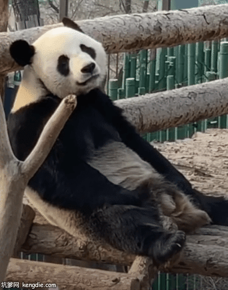 可爱的大熊猫奇一睡懒觉gif动态图片动物gif搞笑图片