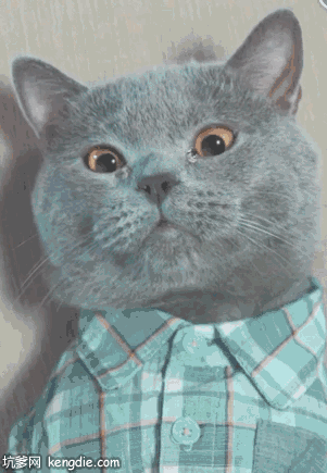 可爱的柯拉特猫穿着衬衣流眼泪gif动态图片
