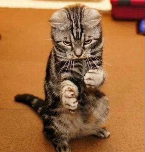 喵星人咏春拳动物gif搞笑图片