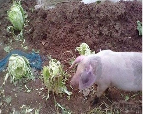 嘿嘿大家能看懂不动物gif搞笑图片