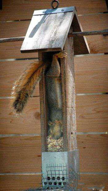 吃点东西我容易吗？动物gif搞笑图片