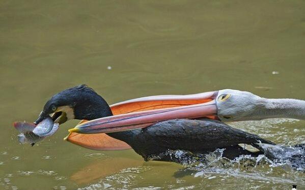 万万没想到动物gif搞笑图片