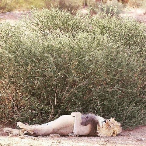 挖槽，这哪有一点万兽之王的形象动物gif搞笑图片