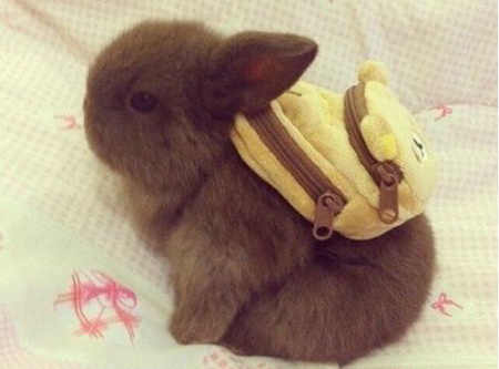 当兔子背上书包后...萌哭了...动物gif搞笑图片