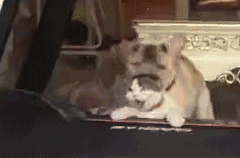 那一夜你没有拒绝我动物gif搞笑图片