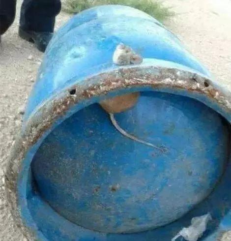 此刻这只老鼠的内心是崩溃的动物gif搞笑图片