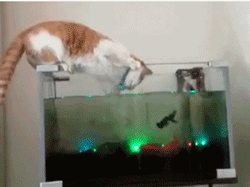 厉害了我的喵动物gif搞笑图片