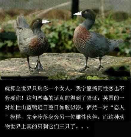 验证咒语的山蓝鸭，世界上只剩三只了。。。动物gif搞笑图片