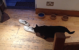 这是臭到跳起来的节奏动物gif搞笑图片