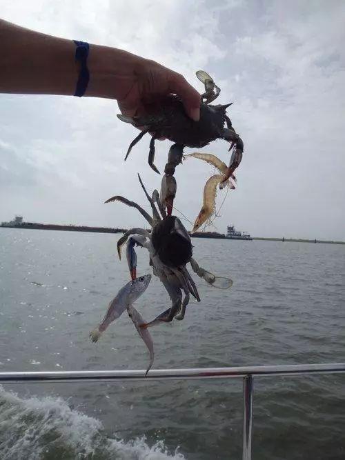 一位哥们出海，抓上来一只螃蟹，螃蟹手里抓着两只虾和另一只螃蟹，另一只螃蟹手里又抓了两条鱼……贵圈真乱动物gif搞笑图片