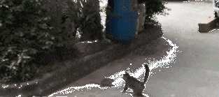 你真丢喵星人的脸动物gif搞笑图片