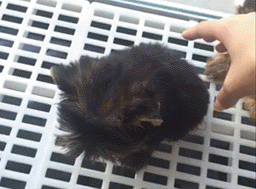 莫名躺枪，宝宝真是委屈动物gif搞笑图片