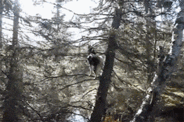 哈士奇永远都搞不明白自己是条狗动物gif搞笑图片