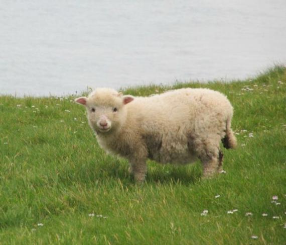 小萌（绵）羊动物gif搞笑图片