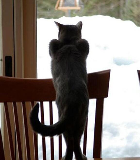 销魂的背影动物gif搞笑图片