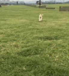 看到了开头，却没猜中结尾动物gif搞笑图片