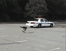 别废话，快开车 我有急事动物gif搞笑图片