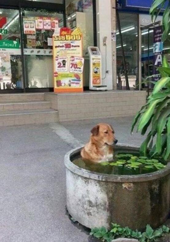 泡澡金毛动物gif搞笑图片