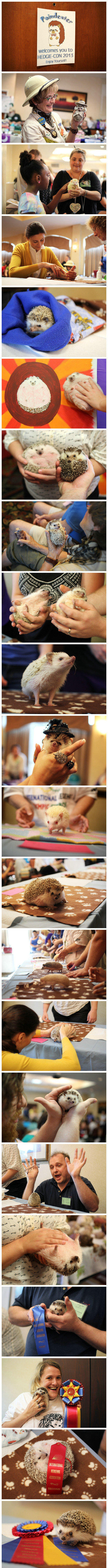 2013年宠物刺猬大聚会动物gif搞笑图片