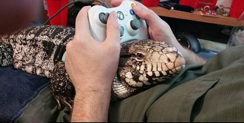 夏天抱着会凉快点，毕竟是冷血动物动物gif搞笑图片