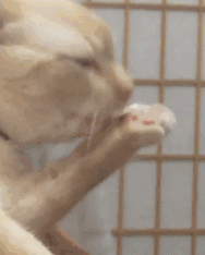 刚刚你好像上厕所刨屎了，就在刚刚动物gif搞笑图片