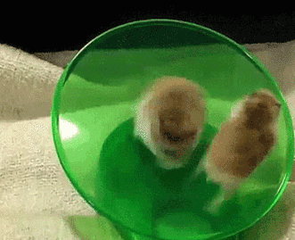 鼠：鬼知道我经历了什么！动物gif搞笑图片