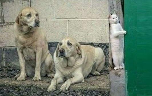 紧张到不敢呼吸动物gif搞笑图片