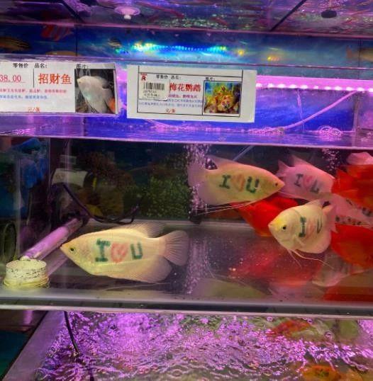 女同事送的鱼动物gif搞笑图片