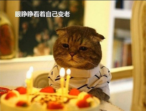 眼睁睁看着自己变老动物gif搞笑图片