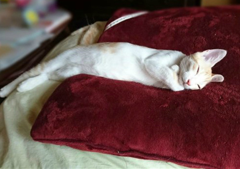 庄严神圣的埃及法老喵动物gif搞笑图片