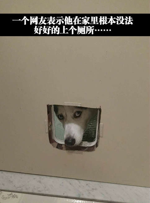 主淫你拉完没？人家等着吃新鲜的呢动物gif搞笑图片