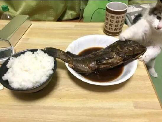 喵~松开我的年年有鱼饭动物gif搞笑图片
