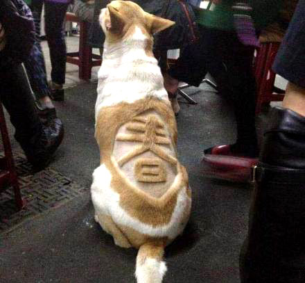 过个节，主人把我弄成这样动物gif搞笑图片