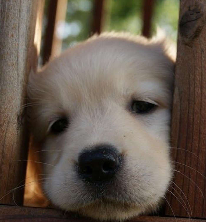 尼玛，假装别夹住了动物gif搞笑图片